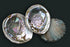 large green pearled abalone shell